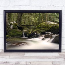 Fern Green Moss Rainforest