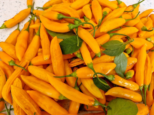 Aji cito chilli seeds - seeds,