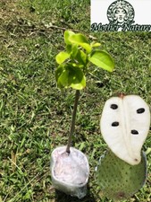 Tropical Soursop tree