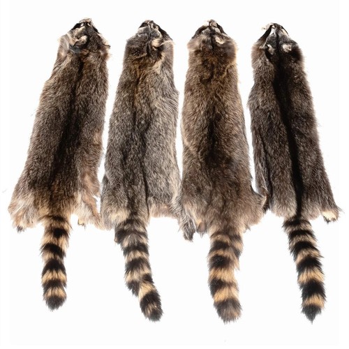 Soft tanned raccoon medium - soft,