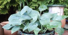 Blue Hosta From Chelsea Gold
