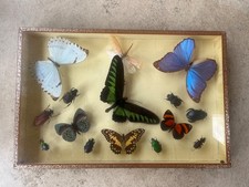 Taxidermied beetles, moths and butterflies 