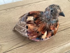 Bird Unusual ornament adorned