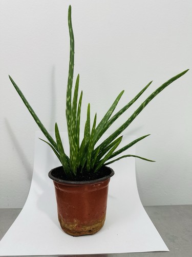 Aloe vera plant - vera,