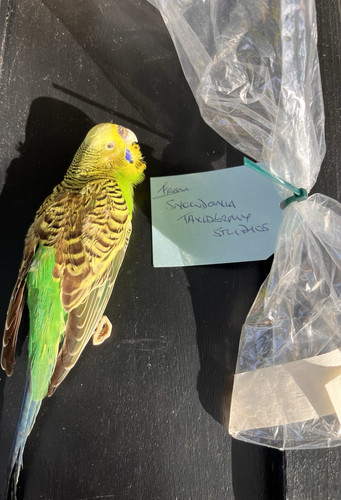 Taxidermy budgerigar - taxidermy,