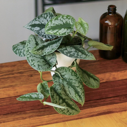Scindapsus pictus - scindapsus,
