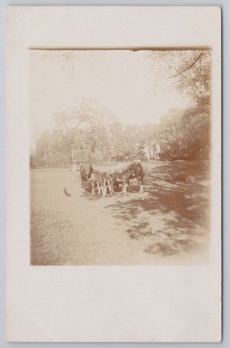 Rppc rural scene man cows - man,