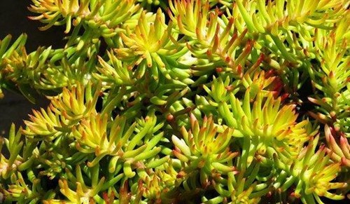 Sedum sediforme