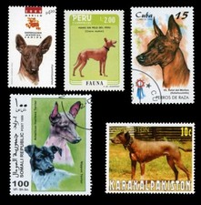 Hairless dog breeds - hairless,