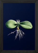 Massonia on Blue Framed Wall