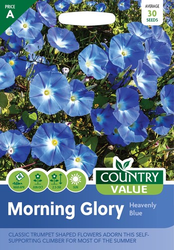 Flower seeds morning glory - flower,