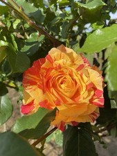 SPLASH - Striped Floribunda Rose - 4 Ltr Potted