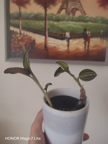 Rare jewel orchid ludisia - jewel,