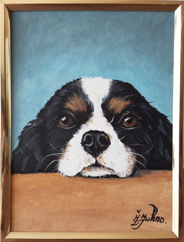 Cavalier king charles spaniel - king,