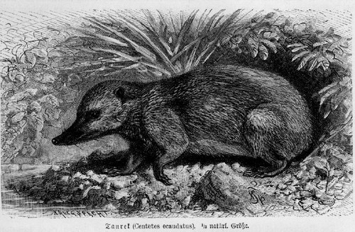 Tenrek tenrec ecaudatus - tenrek,