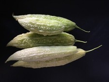 White bitter gourd bitter melon - 15 Organic seeds - Fresh UK Grown