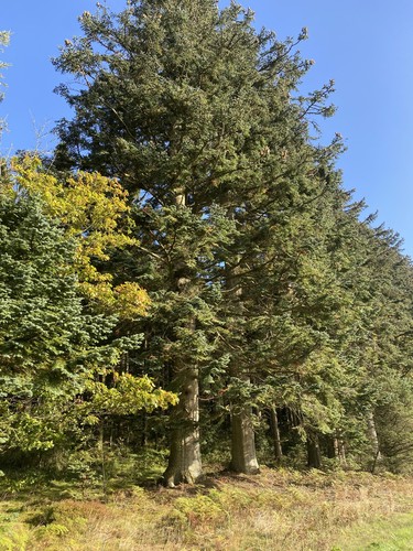 Noble fir naturally - -naturally, shattered