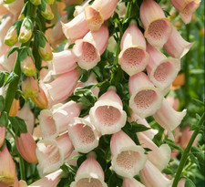 Foxglove Digitalis