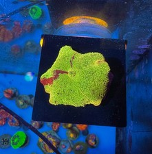 Collector Grade Eclectus Jawbreaker Mushroom Soft Coral