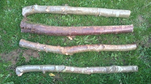 Silver birch logs real wood