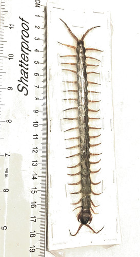 Centipede asian scolopendra - asian.,