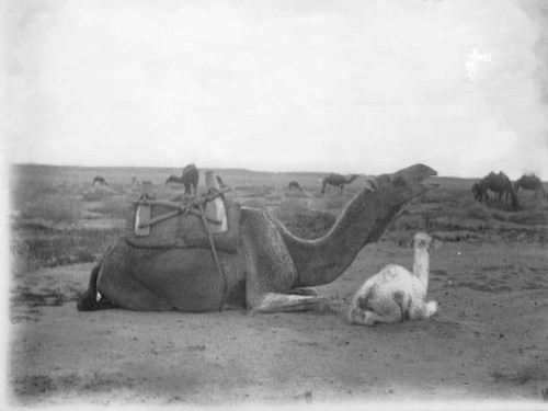 Baby camel minutes old with - camel,