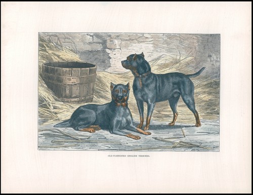 1890 antique print old - 1890,