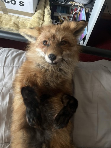 Soft mount taxidermy fox - ,