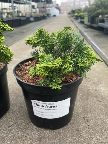 Hinoki cypress nana aurea - cypress,