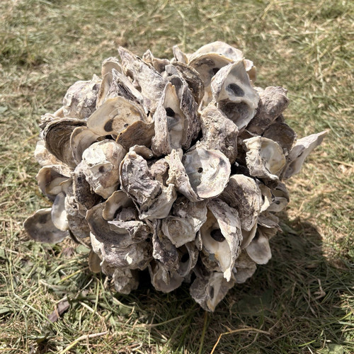 Natural unpolished oyster - unpolished,
