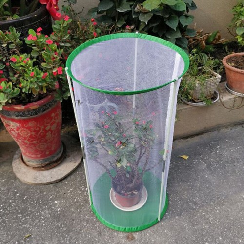 60cm butterfly habitat - butterfly, cage