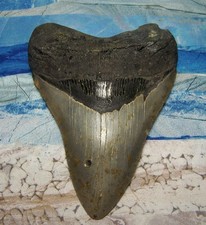 MEGALODON Shark Tooth 5 1/8"