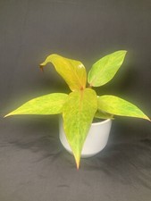 Philodendron Orange Marmalade