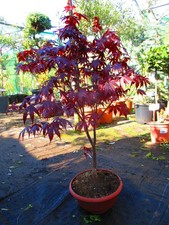 3ft inc. pot OUTDOOR Bonsai