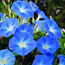 2 Morning Glory Heavenly Blue