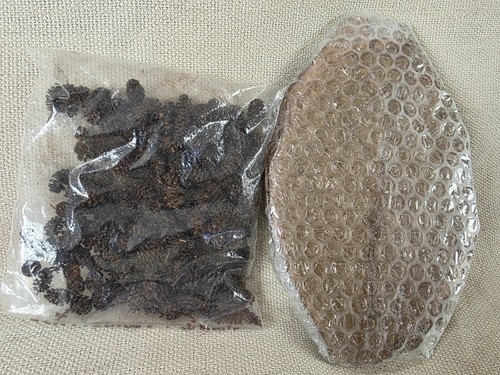 Alder cones indian catappa - &,