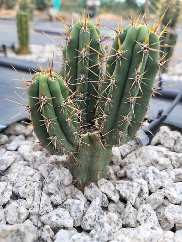 Cuzco cactus mixture sized - cuzco,