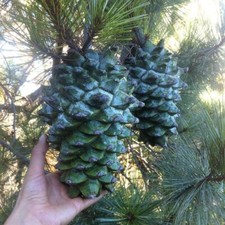 Pinus maximartinezii, Martinez