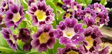 Primula auricula 'Orchid Lace'