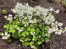 Cardamine trifolia 9cm pot
