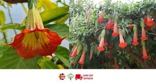 Red Angels Trumpet (Brugmansia Sanguinea) | Datura | 10 Seeds  Same Day Dispatch