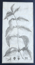 Antique 1738 Italian print -
