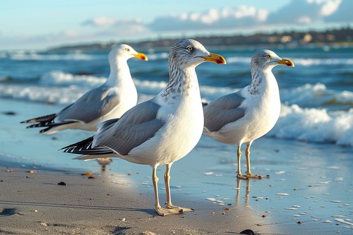 Seagulls beach seaside canvas - beach,