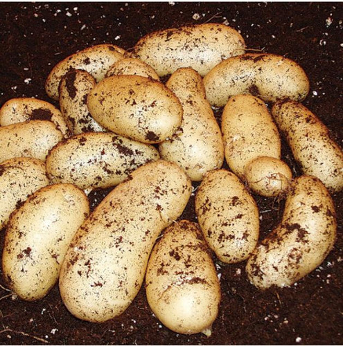 Charlotte seed potatoes - , 2nd