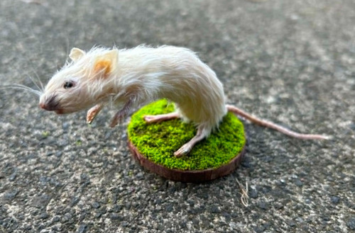 Small taxidermy mouse mounted - mouse,,