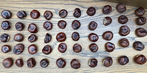 Horse chestnut conkers - horse-chestnut,