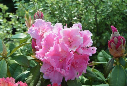 Scintillation rhododendron - scintillation,