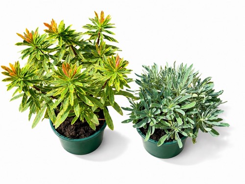 Euphorbia plant collection - plant,