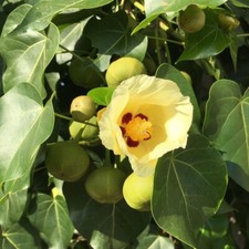 Indian Tulip Tree - Portia -