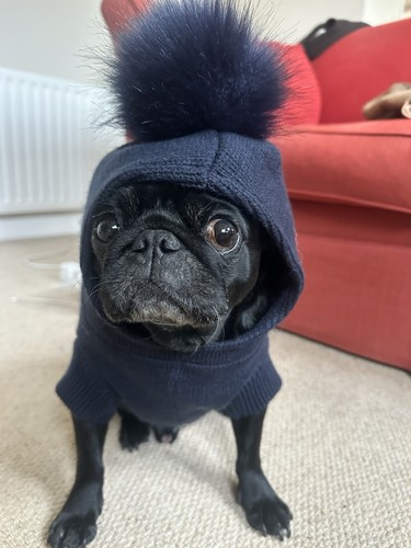 Barbour dog jumper - dog,